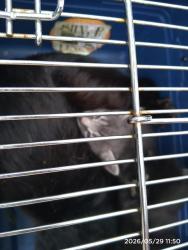 Shelter Stray Male Cat last seen CHARLOTTE, 8315 Byrum Dr, Charlotte, NC 28217, USA