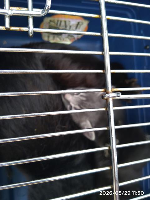 Shelter Stray Male Cat last seen CHARLOTTE, 8315 Byrum Dr, Charlotte, NC 28217, USA