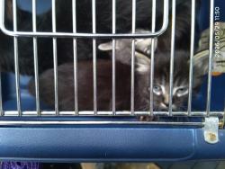 Shelter Stray Male Cat last seen CHARLOTTE, 8315 Byrum Dr, Charlotte, NC 28217, USA