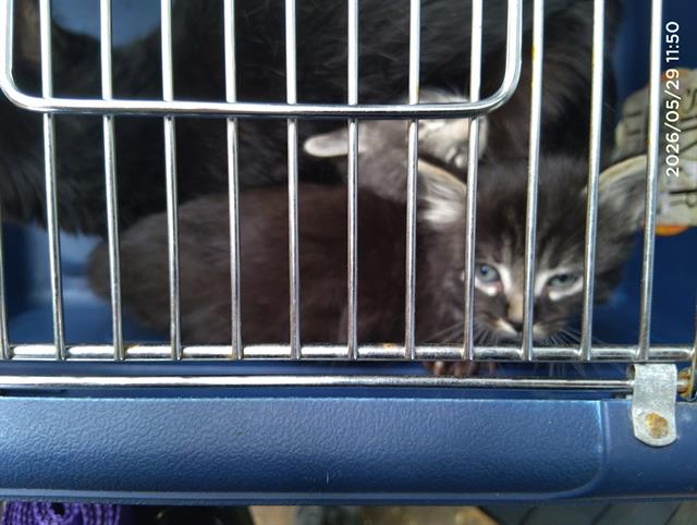 Shelter Stray Male Cat last seen CHARLOTTE, 8315 Byrum Dr, Charlotte, NC 28217, USA