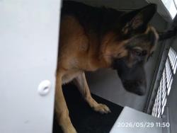 Shelter Stray Female Dog last seen CHARLOTTE, Charlotte, NC 28217