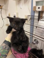 Shelter Stray Male Cat last seen , Hayward, CA 94544