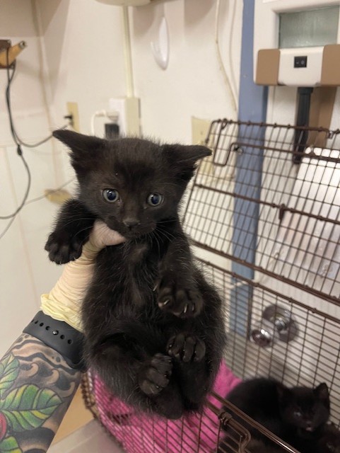 Shelter Stray Male Cat last seen , Hayward, CA 94544