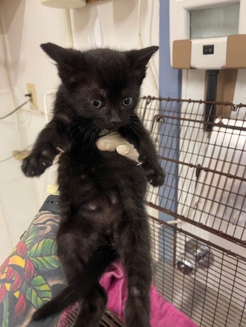Shelter Stray Female Cat last seen , Hayward, CA 94544