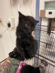 Shelter Stray Male Cat last seen , Hayward, CA 94544