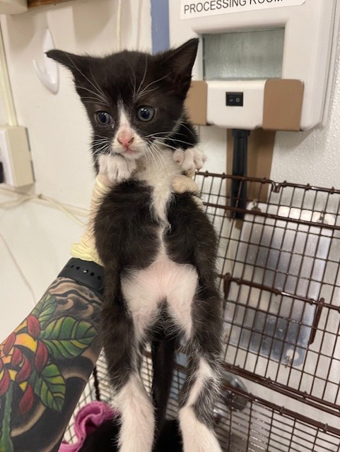Shelter Stray Female Cat last seen , Hayward, CA 94544