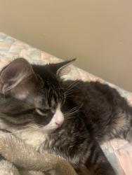 Lost Male Cat last seen Near s david ln Tn, Knoxville, TN 37922
