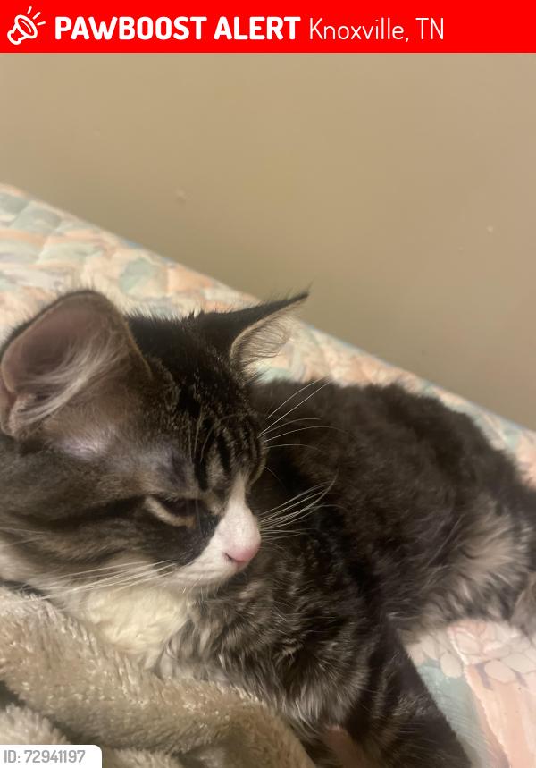 Lost Male Cat last seen Near s david ln Tn, Knoxville, TN 37922
