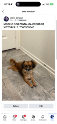 Lost Female Dog last seen Oakwood st, Victorville, CA 92392