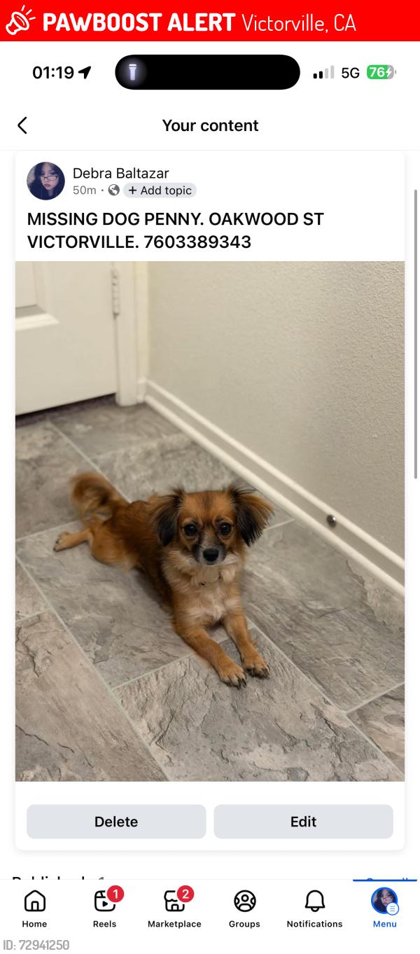 Lost Female Dog last seen Oakwood st, Victorville, CA 92392