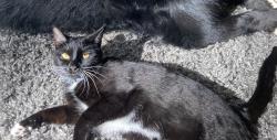 Reunited Female Cat last seen Prouty Rd, Traverse City, Traverse City, MI 49686