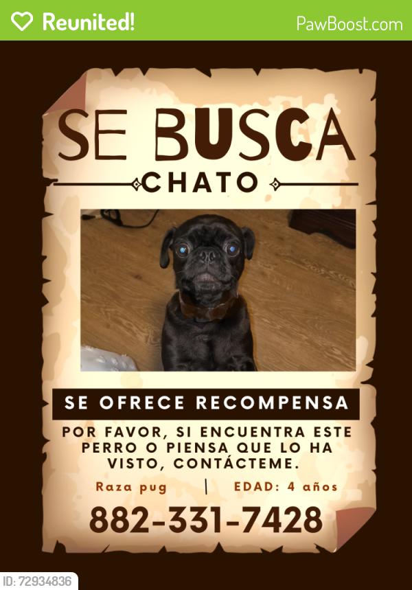 Reunited Male Dog last seen Near maxey RD houston TX, Houston, TX 77013