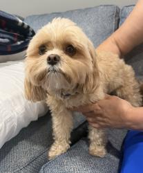 Reunited Unknown Dog last seen Sw 82 road and SW 117 Terrace, Kendall, FL 33156