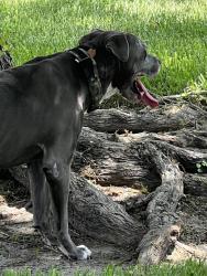 Found/Stray Unknown Dog last seen Silvan Pond near Pond Pine Ct, Orlando, FL 32825