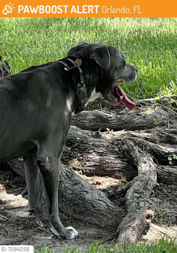 Found/Stray Unknown Dog last seen Silvan Pond near Pond Pine Ct, Orlando, FL 32825