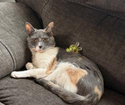 Lost Female Cat last seen Range Rd off of Jamestown Rd, Belmont, NH 03220