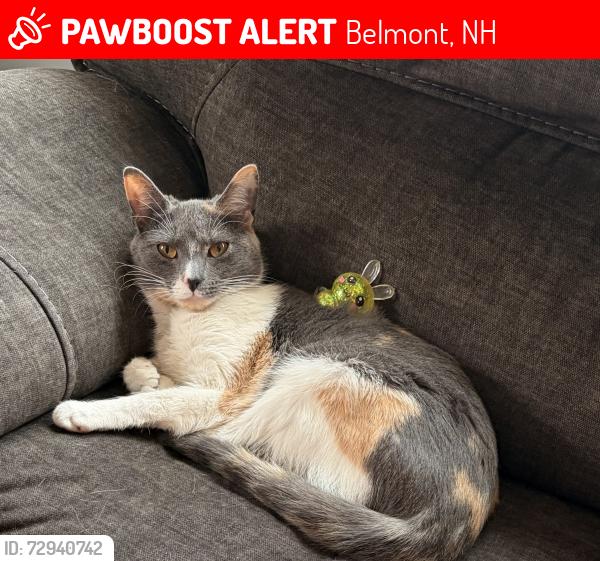 Lost Female Cat last seen Range Rd off of Jamestown Rd, Belmont, NH 03220