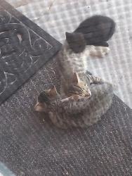 Reunited Male Cat last seen Elba, Port St. Lucie, FL 34953