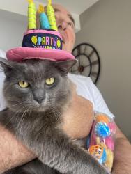 Lost Male Cat last seen Elm Road, Parkhall, Scotland G81 3PW