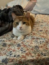 Reunited Male Cat last seen Near W Sahara Ave, Las Vegas, NV 89117, USA, Las Vegas, NV 89117