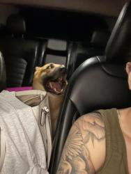 Reunited Male Dog last seen Lovelady Rd, Valdese, NC 28690