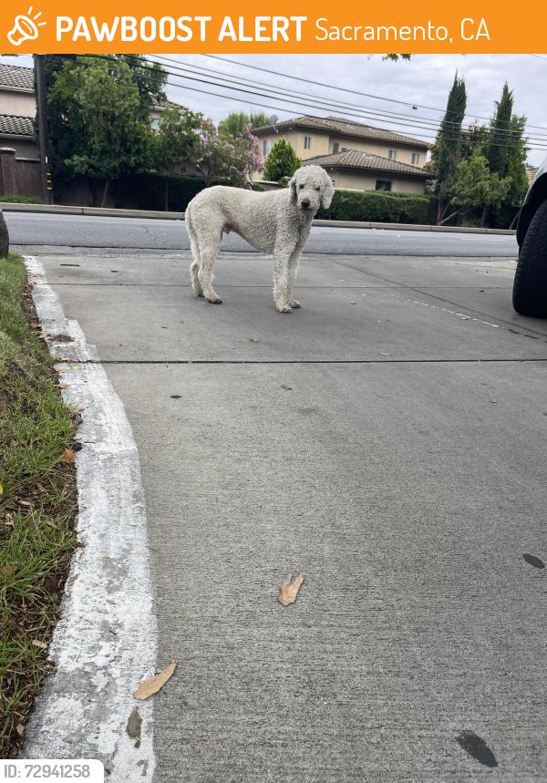 Found/Stray Male Dog last seen Fulton ave and Northrop ave , Sacramento, CA 95825
