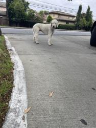 Found/Stray Male Dog last seen Fulton ave and Northrop ave , Sacramento, CA 95825