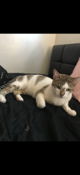 Lost Female Cat last seen Near Buckingham Cir, Garden Grove, CA 92840