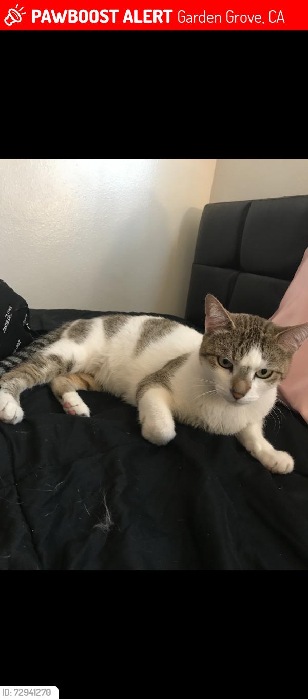 Lost Female Cat last seen Near Buckingham Cir, Garden Grove, CA 92840