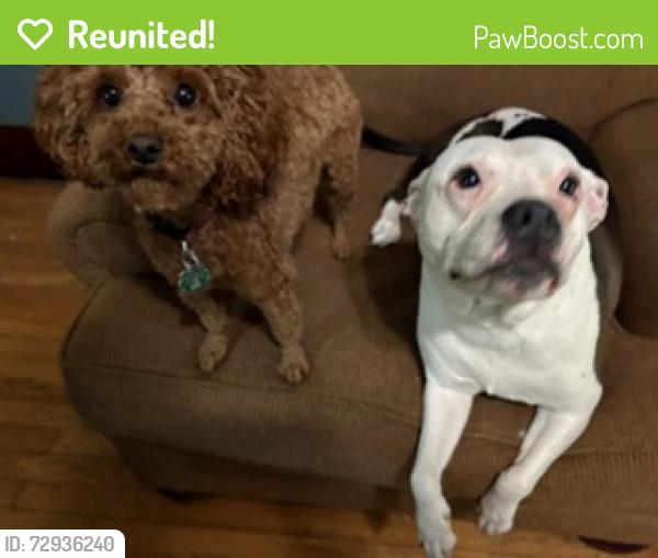 Reunited Female Dog last seen Goodwin and Hill, Urbana, IL 61801
