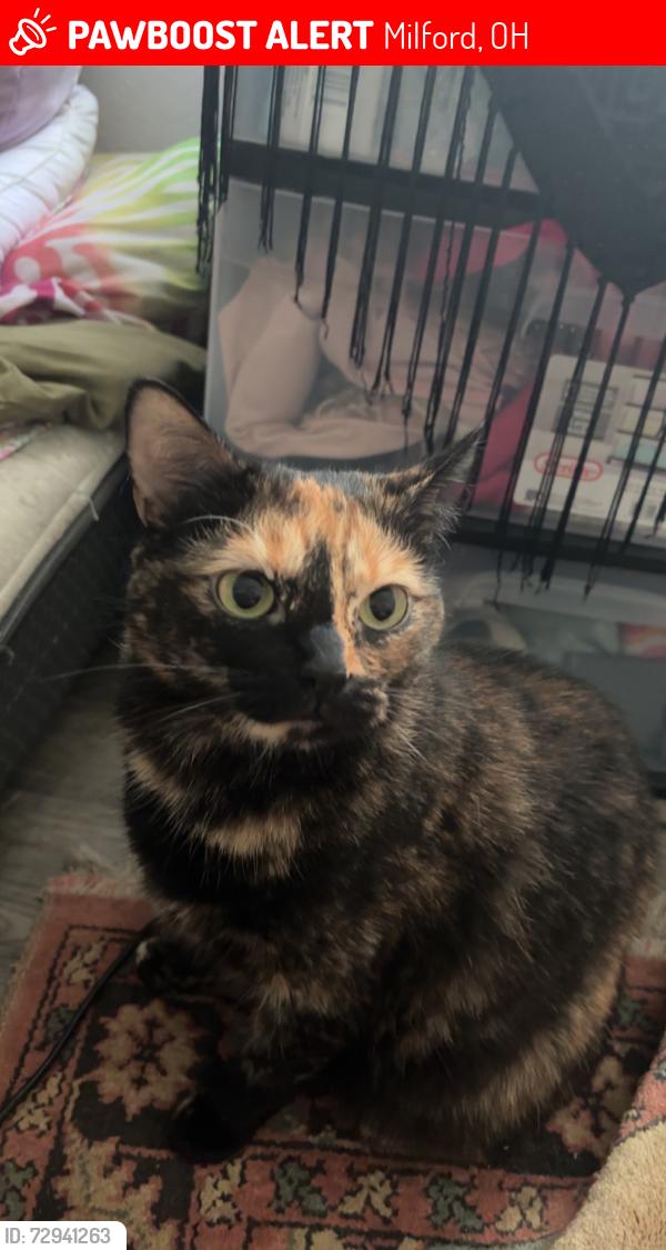 Lost Female Cat last seen Pebble Brooke trail apmts , Milford, OH 45150