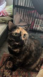 Lost Female Cat last seen Pebble Brooke trail apmts , Milford, OH 45150