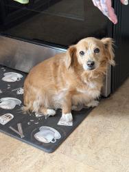 Reunited Male Dog last seen Baptist , Bethel Park, PA 15102