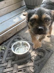 Found/Stray Female Dog last seen Glenbrook and Branch, Garland, TX 75041