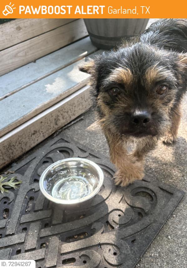 Found/Stray Female Dog last seen Glenbrook and Branch, Garland, TX 75041