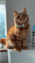 Reunited Male Cat last seen Carleton road, West Sussex, England PO19