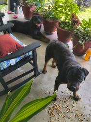 Found/Stray Unknown Dog last seen Near West Woodlawn n san Antonio , San Antonio, TX 78228