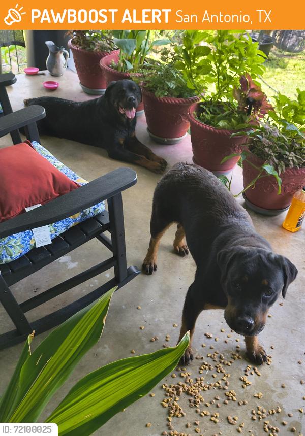 Found/Stray Unknown Dog last seen Near West Woodlawn n san Antonio , San Antonio, TX 78228