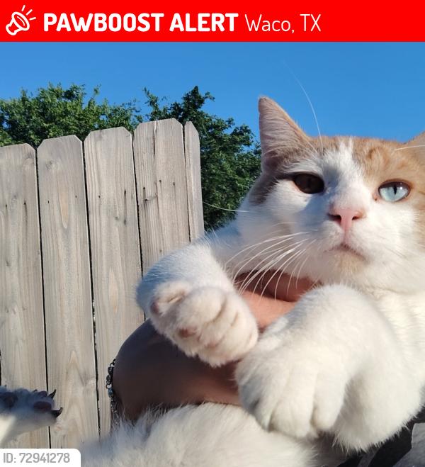 Lost Male Cat last seen 25th and waco dr, Waco, TX 76710