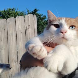 Lost Male Cat last seen 25th and waco dr, Waco, TX 76710