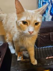Lost Male Cat last seen Wilbur Dr , Columbus, GA 31909