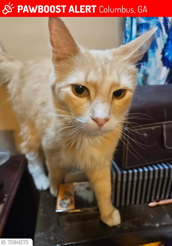 Lost Male Cat last seen Wilbur Dr , Columbus, GA 31909