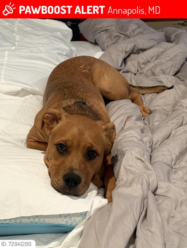 Lost Male Dog last seen Hero’s bar, Annapolis, MD 21401