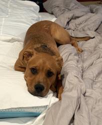 Lost Male Dog last seen Hero’s bar, Annapolis, MD 21401