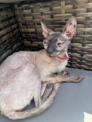 Reunited Female Cat last seen Bintin road, Shirley, England B90