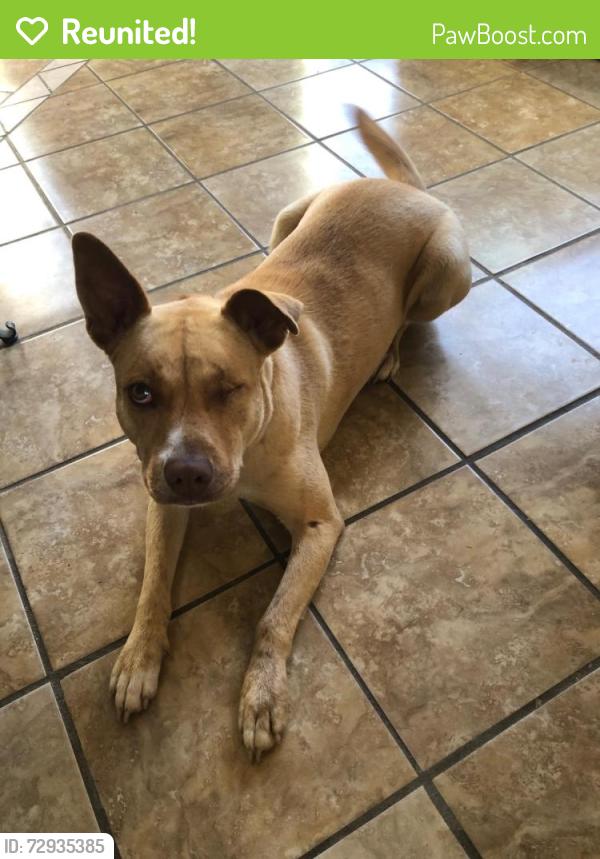 Reunited Female Dog last seen Renwick Lane Calera, Alabama, Calera, AL 35040