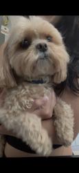 Lost Male Dog last seen Near SW 116th Terrace, Miami, FL 33156