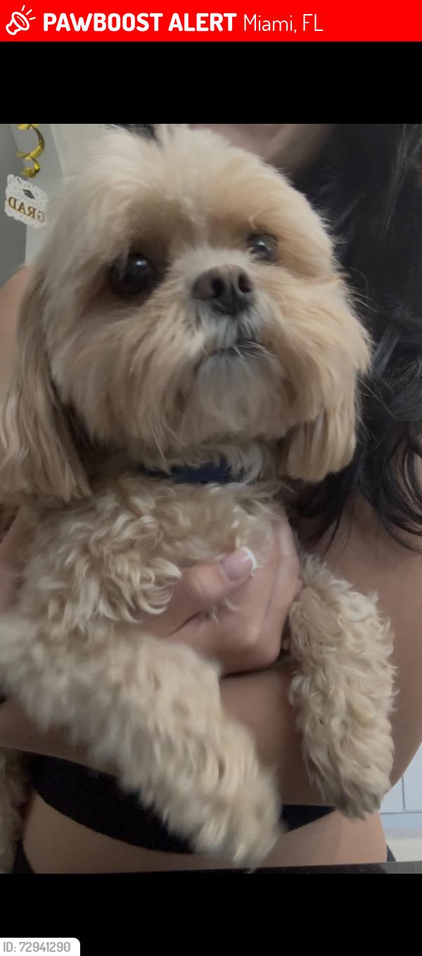 Lost Male Dog last seen Near SW 116th Terrace, Miami, FL 33156