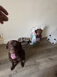 Lost Male Dog last seen Near nw 11th ave , Fort Lauderdale, FL 33309