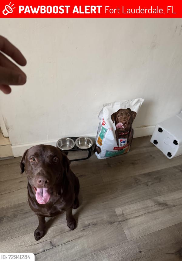 Lost Male Dog last seen Near nw 11th ave , Fort Lauderdale, FL 33309